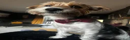 Mixed Breed dogs for adoption: 🐾🍪 COOKIE 🍪🐾 - A small boy for a Loving Home in Wisbech - Advert 6