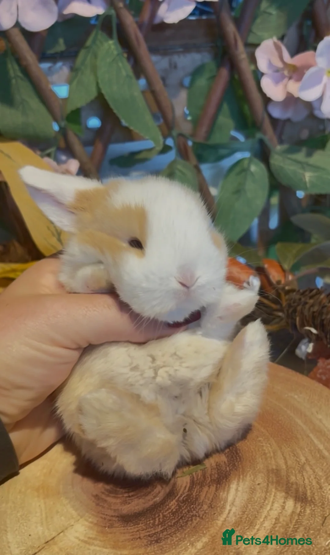 Mini Lop rabbits for sale: Pure bred mini lops - Advert 2
