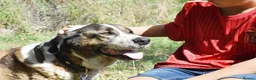 Mastiff dogs for adoption: Titan in Alfreton - Advert 4