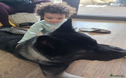 Akita dogs for sale: American Akita- Loyal and a wonderful temprement. - Image 9