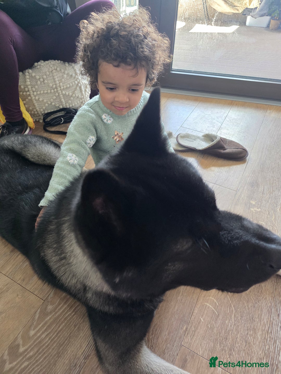 Akita dogs for sale: American Akita- Loyal and a wonderful temprement. - Image 9