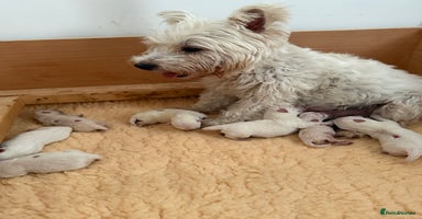 West Highland Terrier dogs West Highland Terriers - Ready To Leave In 1 week - Advert 8