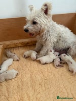 West Highland Terrier dogs West Highland Terriers - Ready To Leave In 1 week - Advert 4