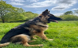 German Shepherd dogs for stud: German Shepard for STUD - Image 2
