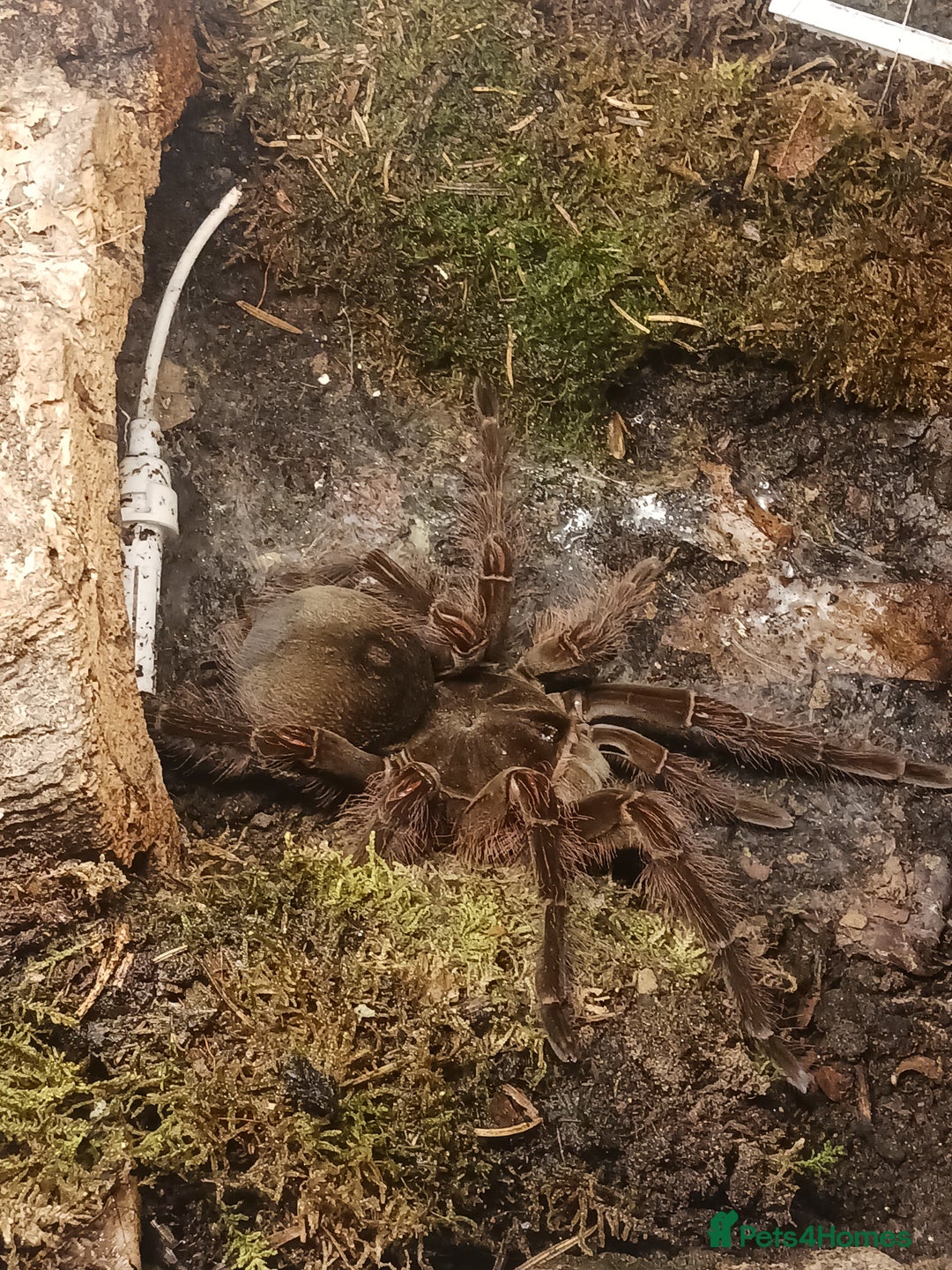 Tarantulas invertebrates for sale: T blondi adult female - Advert 2