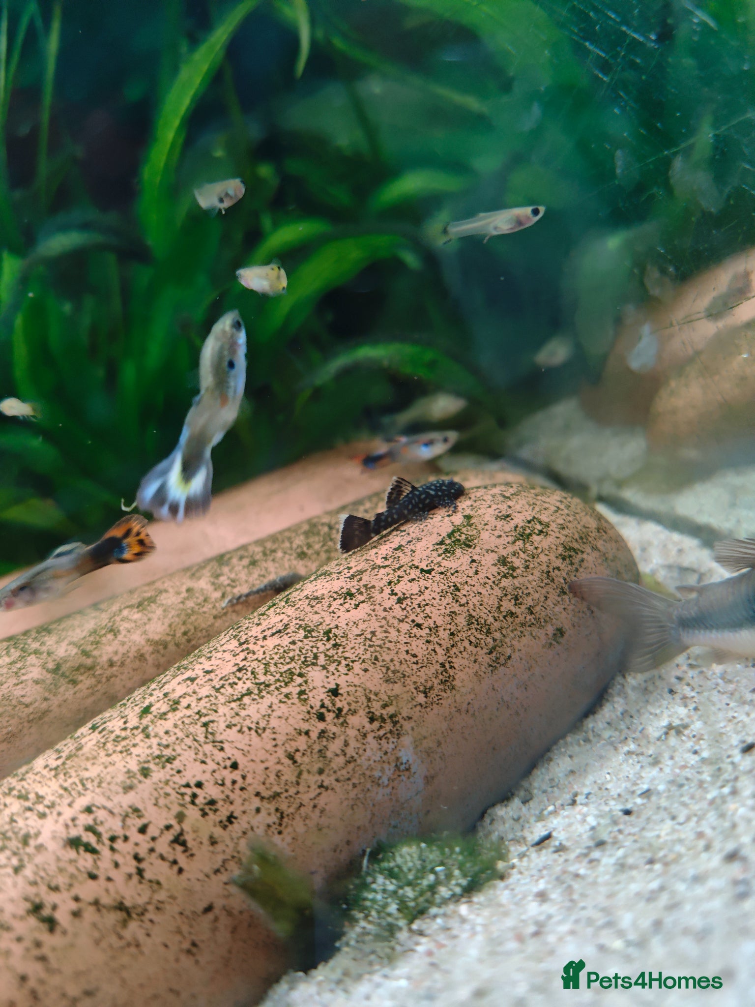 Plecos fish Bristle nose plecos - Advert 3