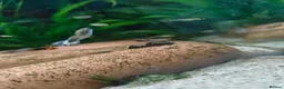 Plecos fish for sale: Bristle nose plecos in Beaumaris - Advert 1