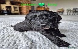 Cockapoo dogs for sale: Gorgeous F2b Cockapoos  - Image 12