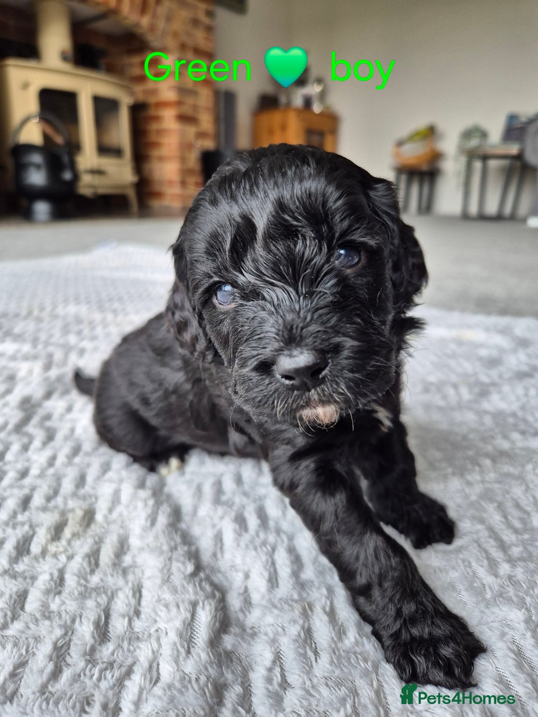 Cockapoo dogs for sale: Gorgeous F2b Cockapoos  - Image 12