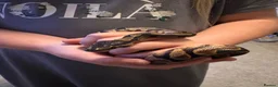 Python Snake reptiles for sale: 🐍 Baby Calico Ball Python for Sale in Benfleet - Advert 1