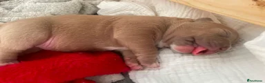 American Bully 3
