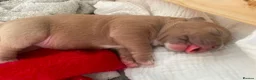 American Bully dogs for sale: Pocket bully puppies - Advert 12