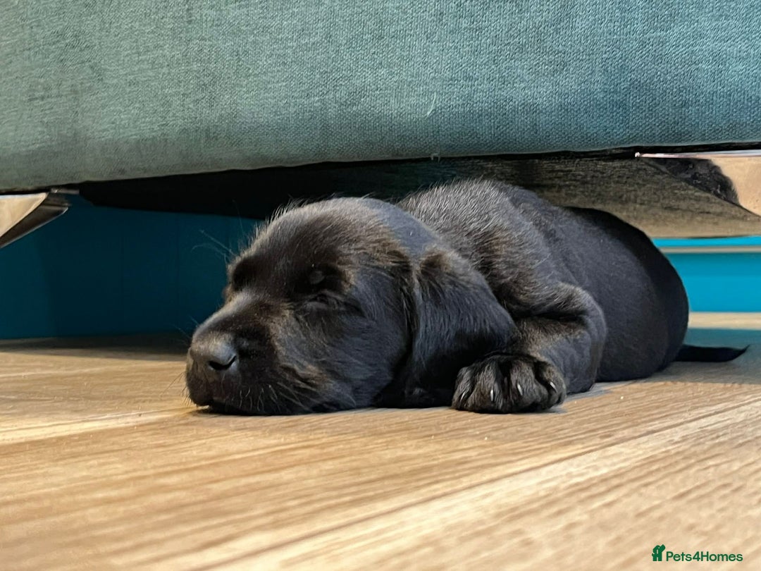 Mixed Breed dogs for sale: Meet the Griffadors - Advert 5