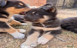 Pomsky dogs for sale: F4❗️READY 🏡 (brown/ bi eyed) REDUCED 💫  - Image 18