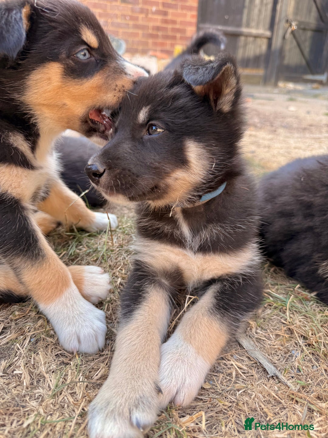 Pomsky dogs for sale: F4❗️READY 🏡 (brown/ bi eyed) REDUCED 💫  - Image 18