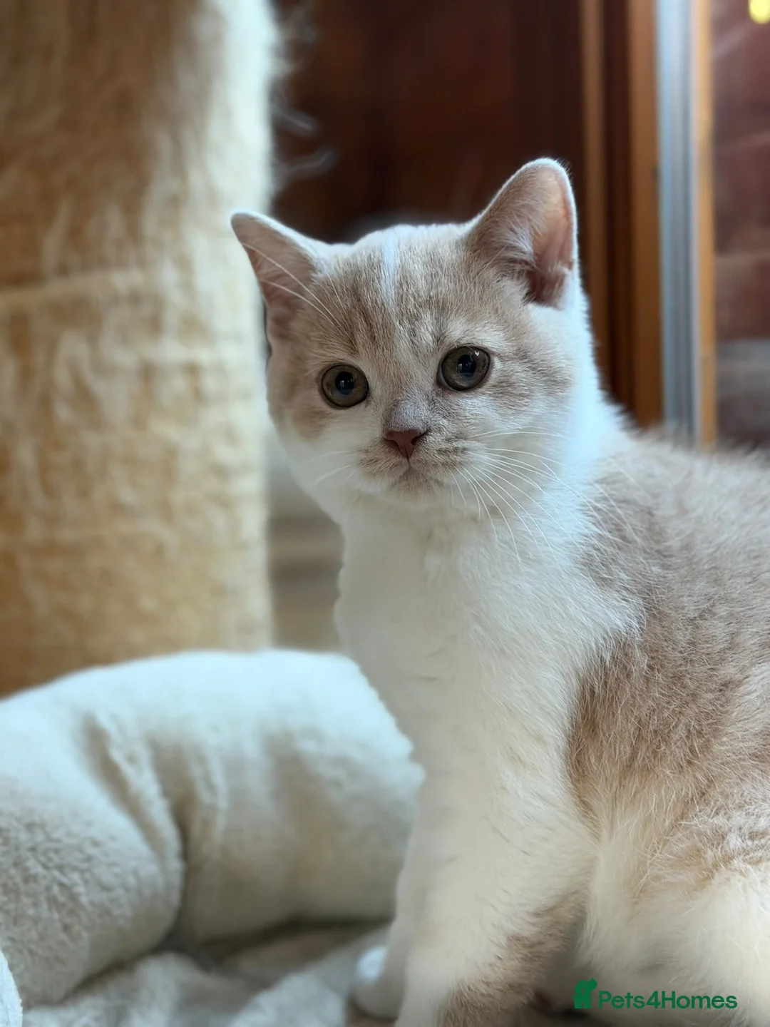 British Shorthair cats for sale: British Shorthair Kitten Boy  - Advert 7