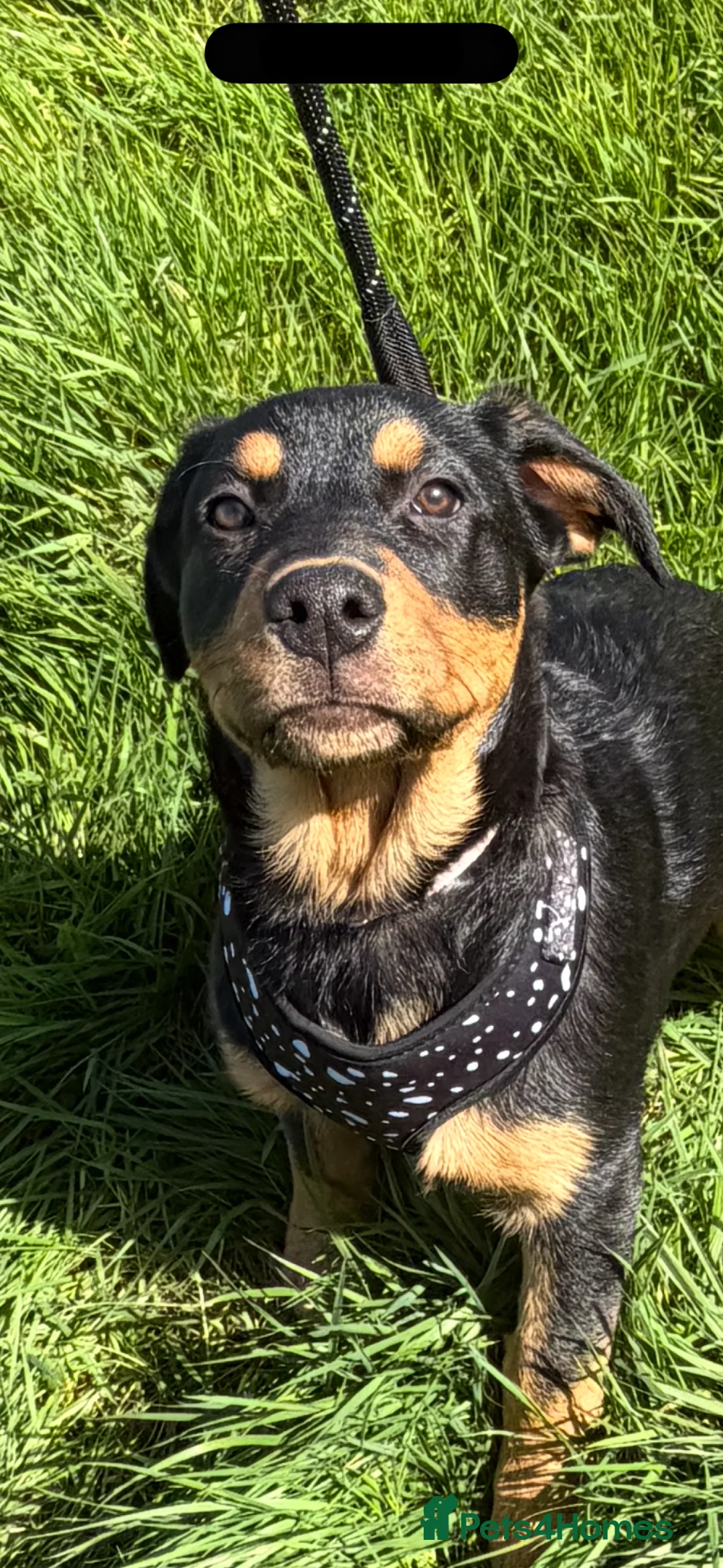 Mixed Breed dogs for sale: Female puppies  - Advert 2