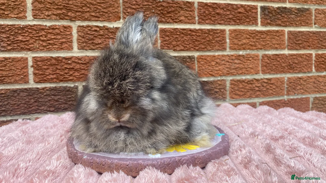 Angora rabbits for sale: Baby angoras - Advert 1