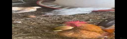 Chickens poultry for sale: Serama Trios for Sale in Battle - Advert 5