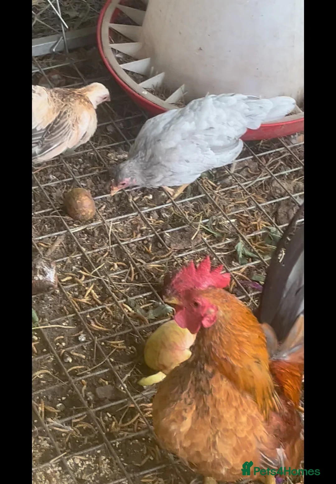 Chickens poultry for sale: Serama Trios for Sale in Battle - Advert 5
