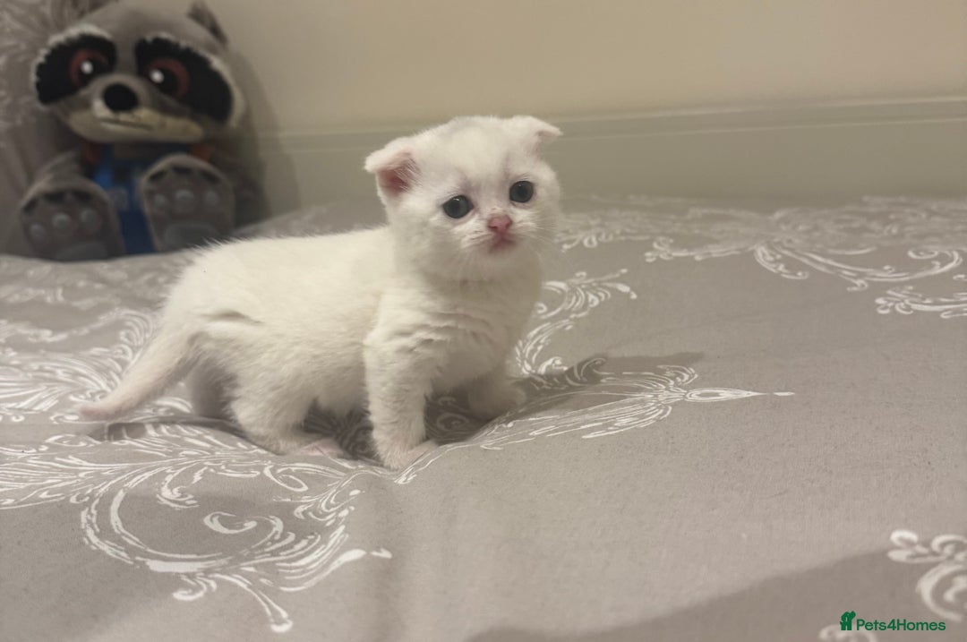 Scottish Fold cats for sale: Scottish Fold White Kittens - Image 2