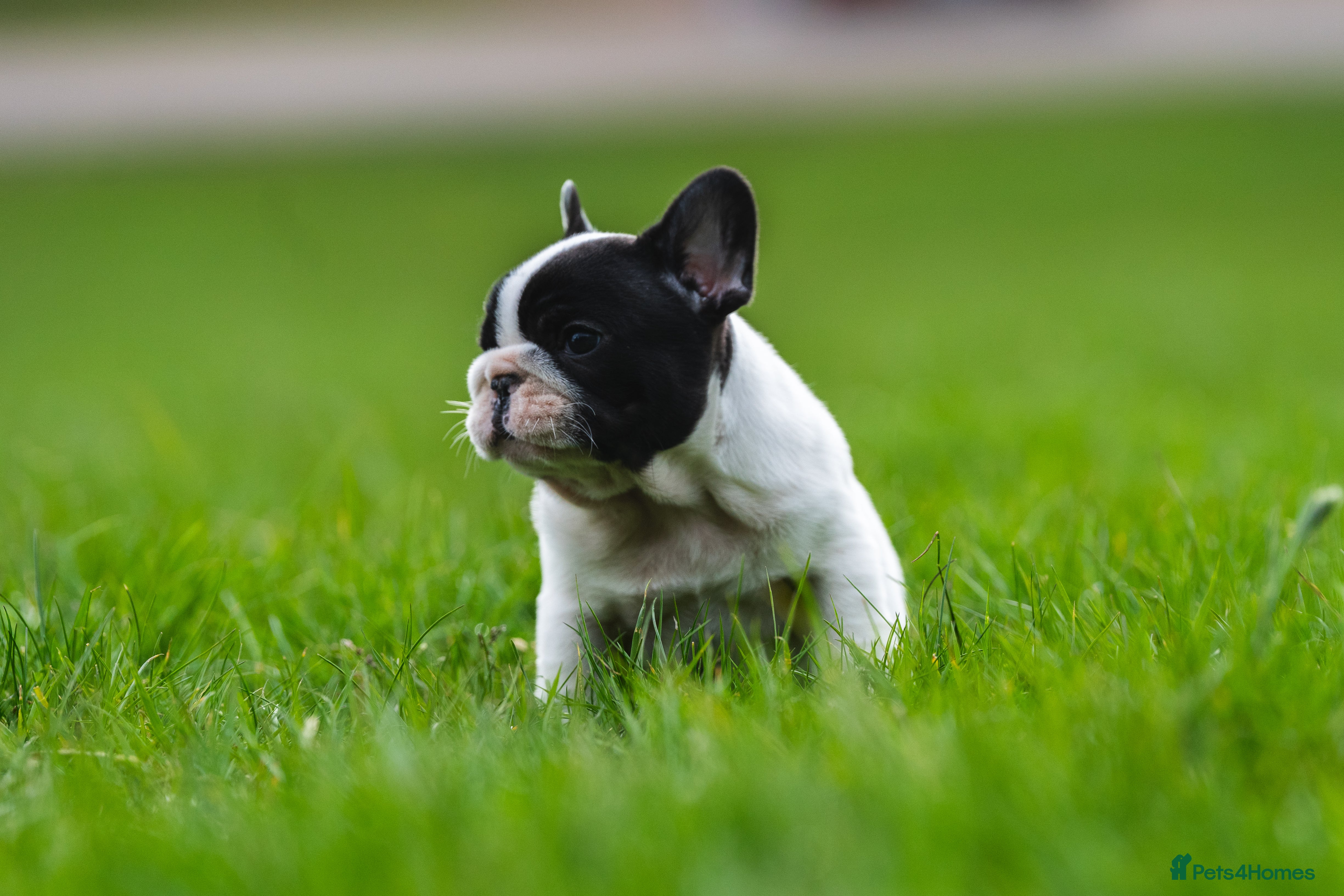French Bulldog dogs for sale: KC fully health genetic & tested puppies - Advert 6