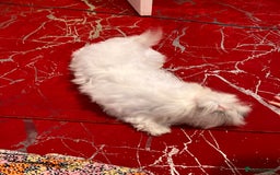 Maltese dogs for sale: Lolita is looking for a new loving family - Advert 3