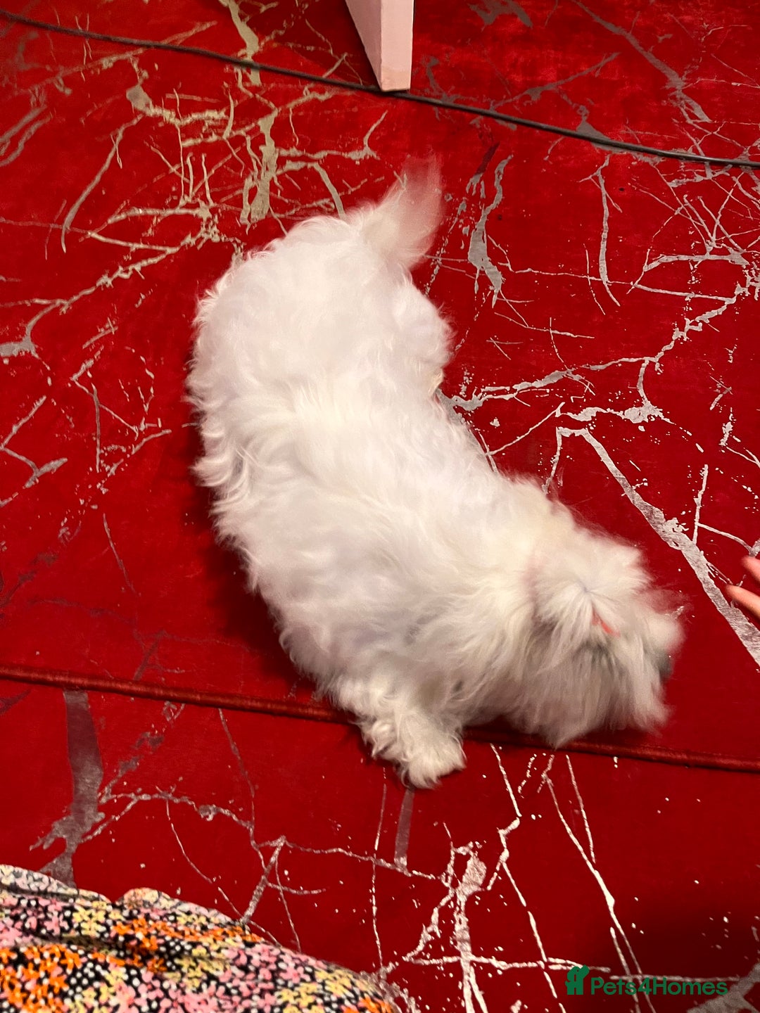 Maltese dogs for sale: Lolita is looking for a new loving family - Advert 3