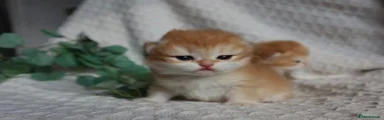 British Shorthair 1