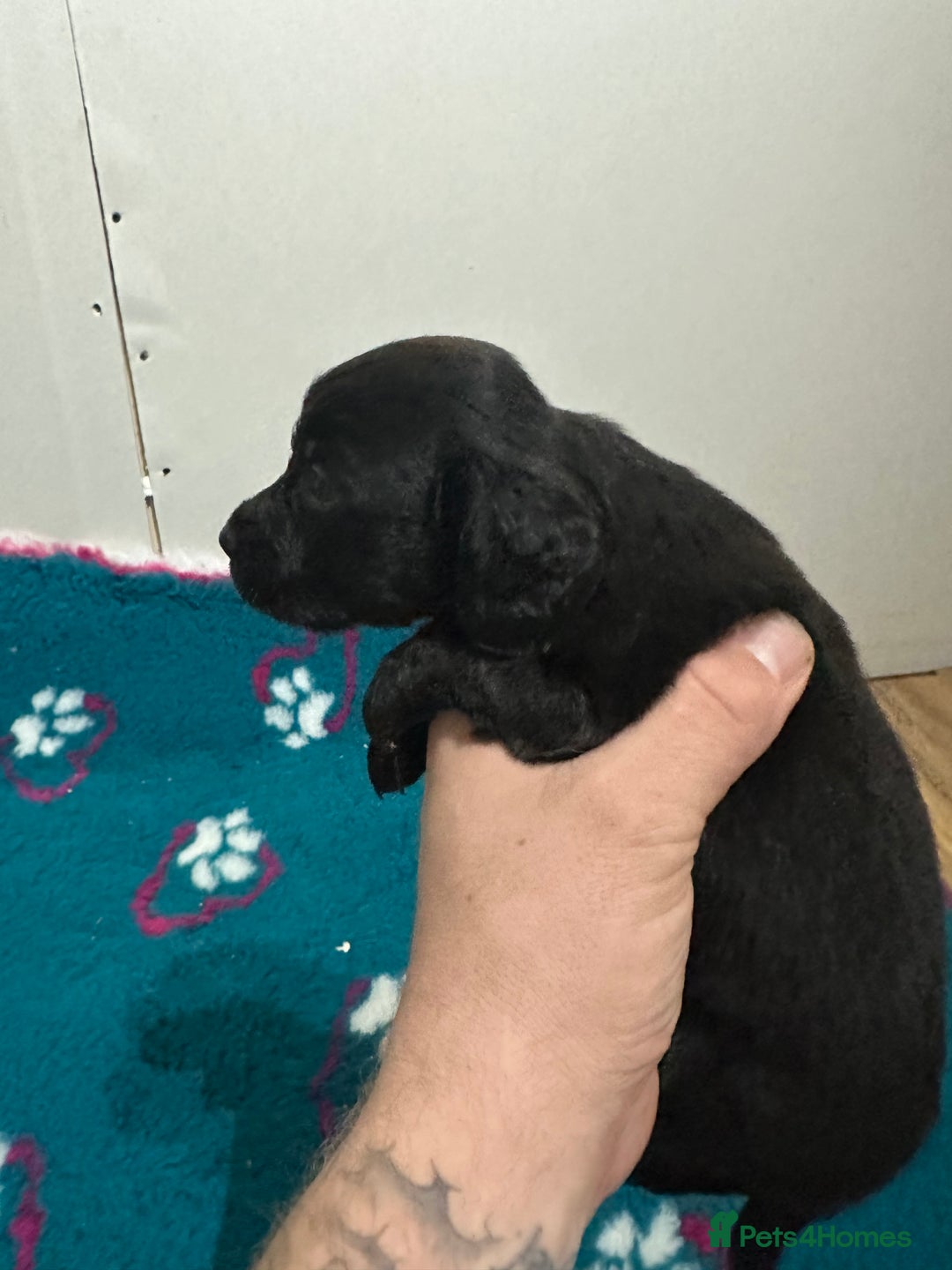 Sprocker dogs for sale: Sprocker spaniel puppies  - Advert 6