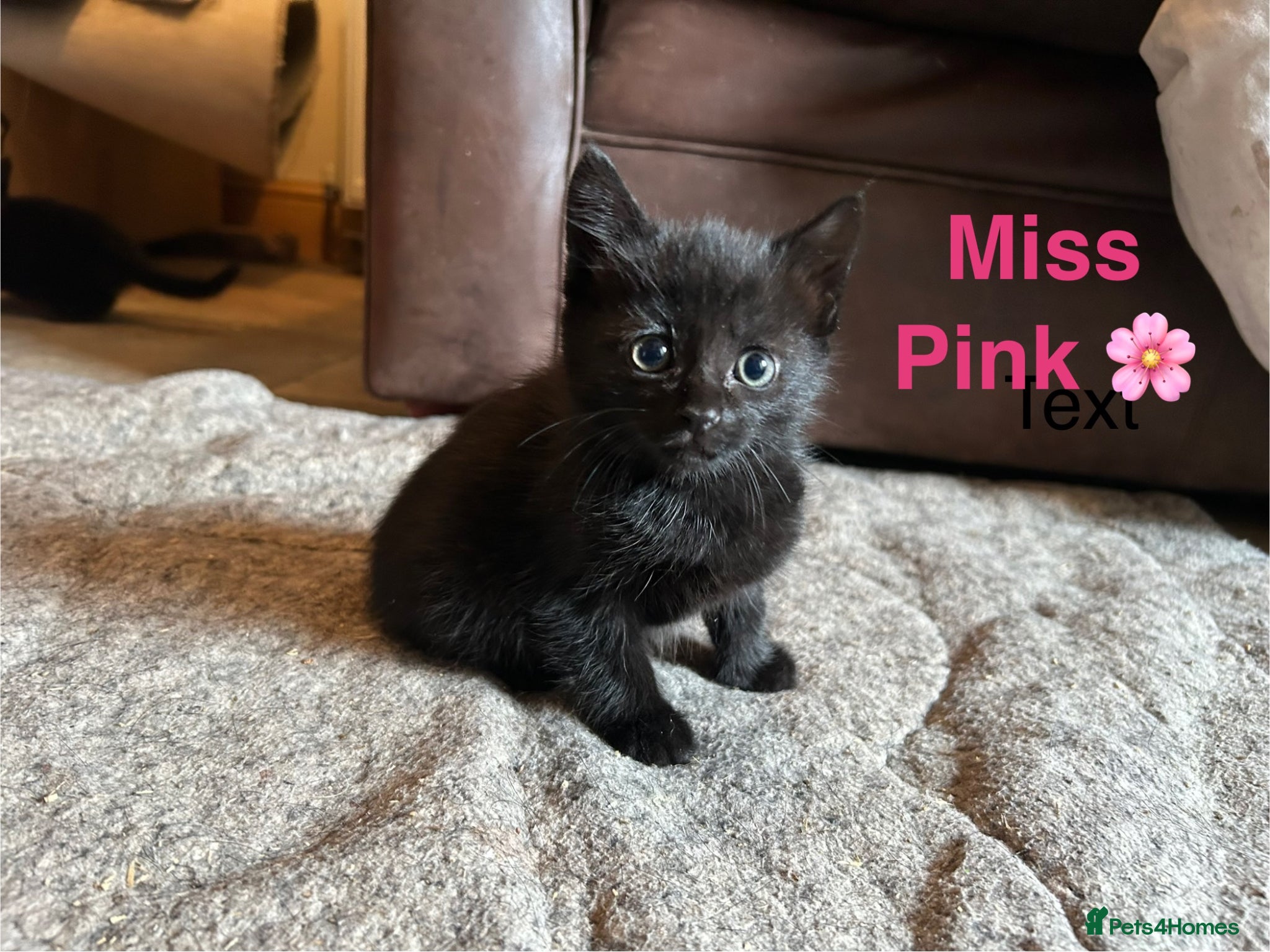 Domestic Shorthair cats ⭐️READY NOW!! ⭐️Gorgeous Black kittens🐈‍⬛ - Advert 7
