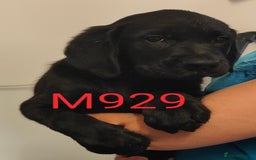 Goldador dogs for sale: Lovely Goldendor / Goldador Puppies - Image 8