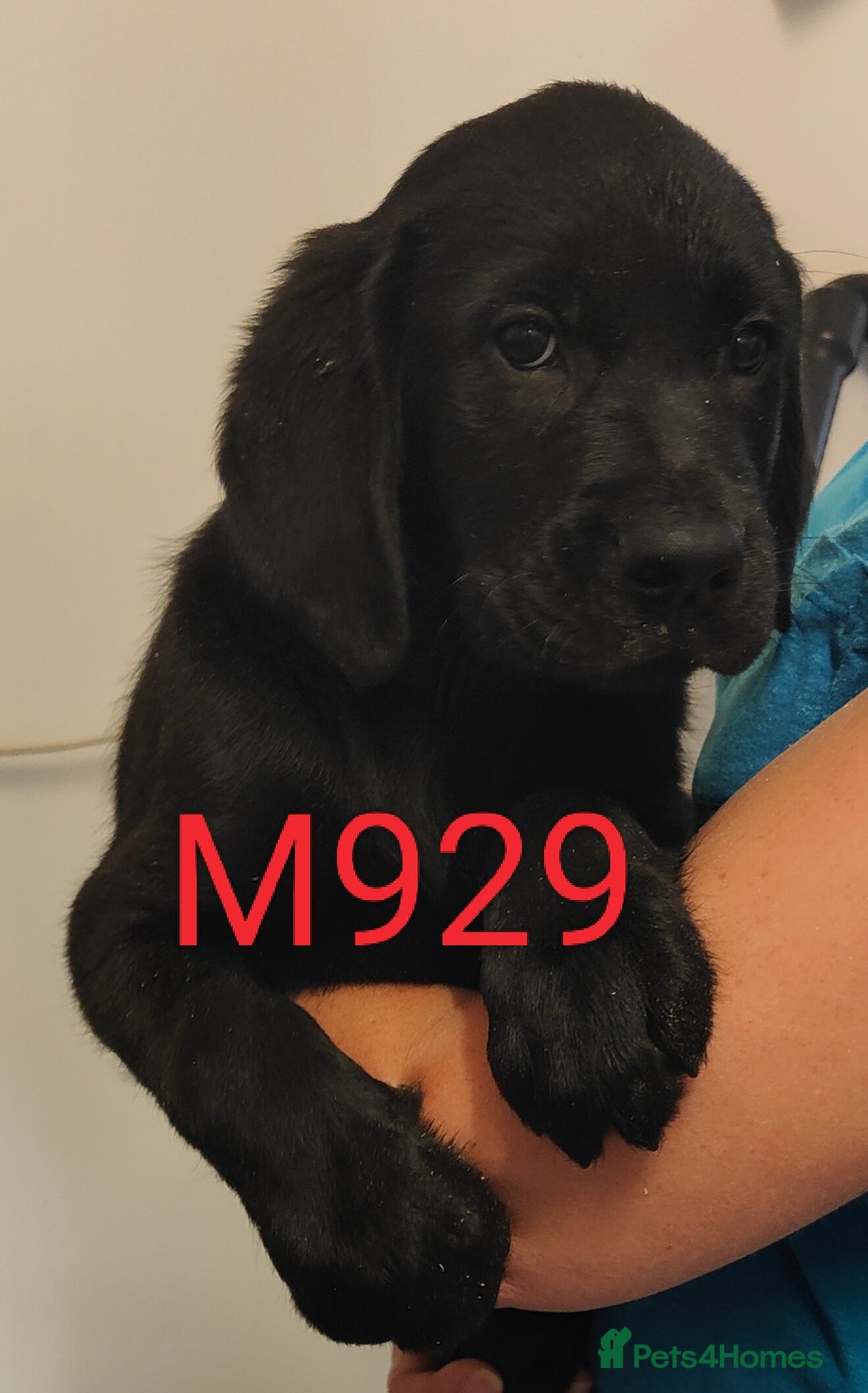 Goldador dogs for sale: Lovely Goldendor / Goldador Puppies - Image 8