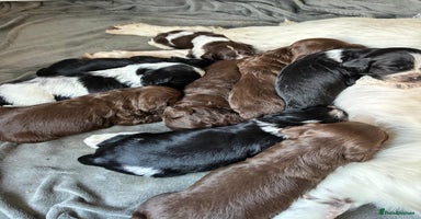 Mixed Breed dogs English Springer Spaniel X Cockerpoo  - Advert 10