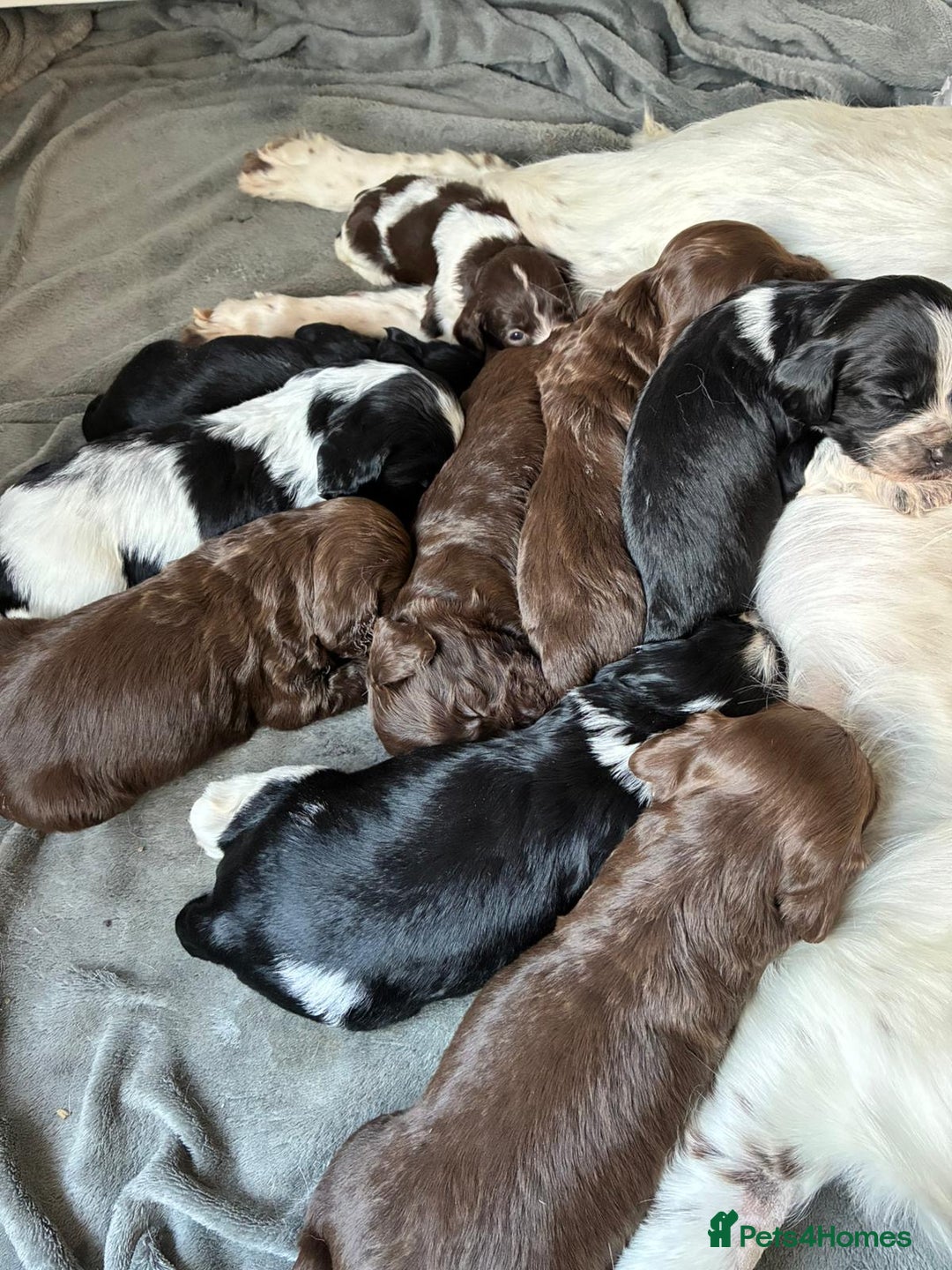 Mixed Breed dogs for sale: English Springer Spaniel X Cockerpoo  - Image 5