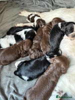 Mixed Breed dogs English Springer Spaniel X Cockerpoo - Advert 10