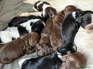 Mixed Breed dogs English Springer Spaniel X Cockerpoo - Advert 2