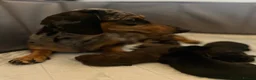 Miniature Dachshund dogs for sale: 🐾 Gorgeous Miniature Dachshund Puppies 🐾 - Advert 2