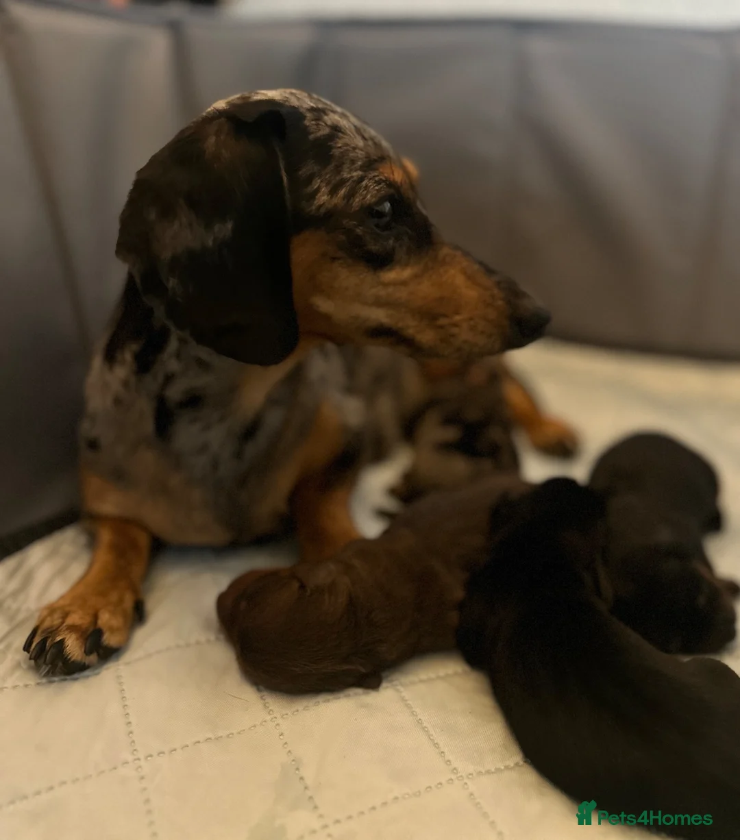 Miniature Dachshund dogs for sale: 🐾 Gorgeous Miniature Dachshund Puppies 🐾 - Advert 2
