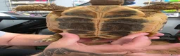 Hermann Tortoise reptiles for sale: Fully sized Hermann tortoise  - Advert 7