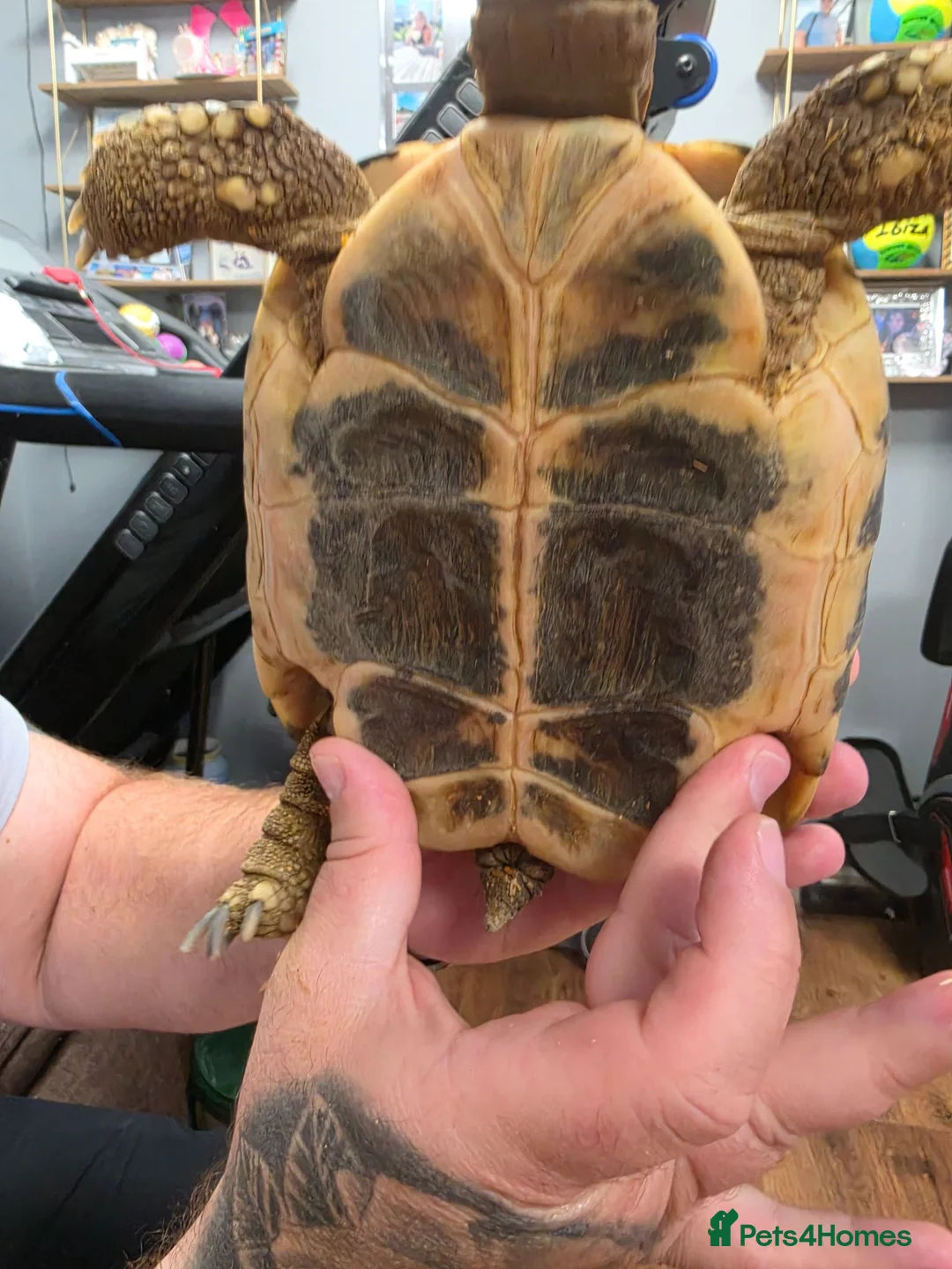 Hermann Tortoise reptiles for sale: Fully sized Hermann tortoise  - Advert 7