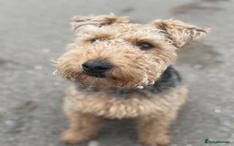 Welsh Terrier dogs for sale: Top Quality Welsh Terrier Male Puppies for Sale - Advert 3