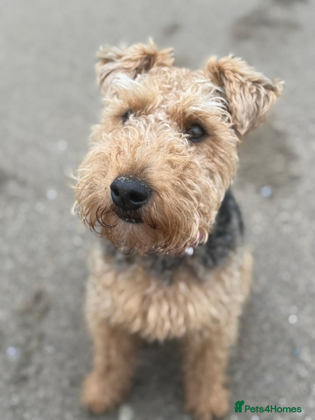 Welsh Terrier dogs for sale: Top Quality Welsh Terrier Male Puppies for Sale - Advert 3