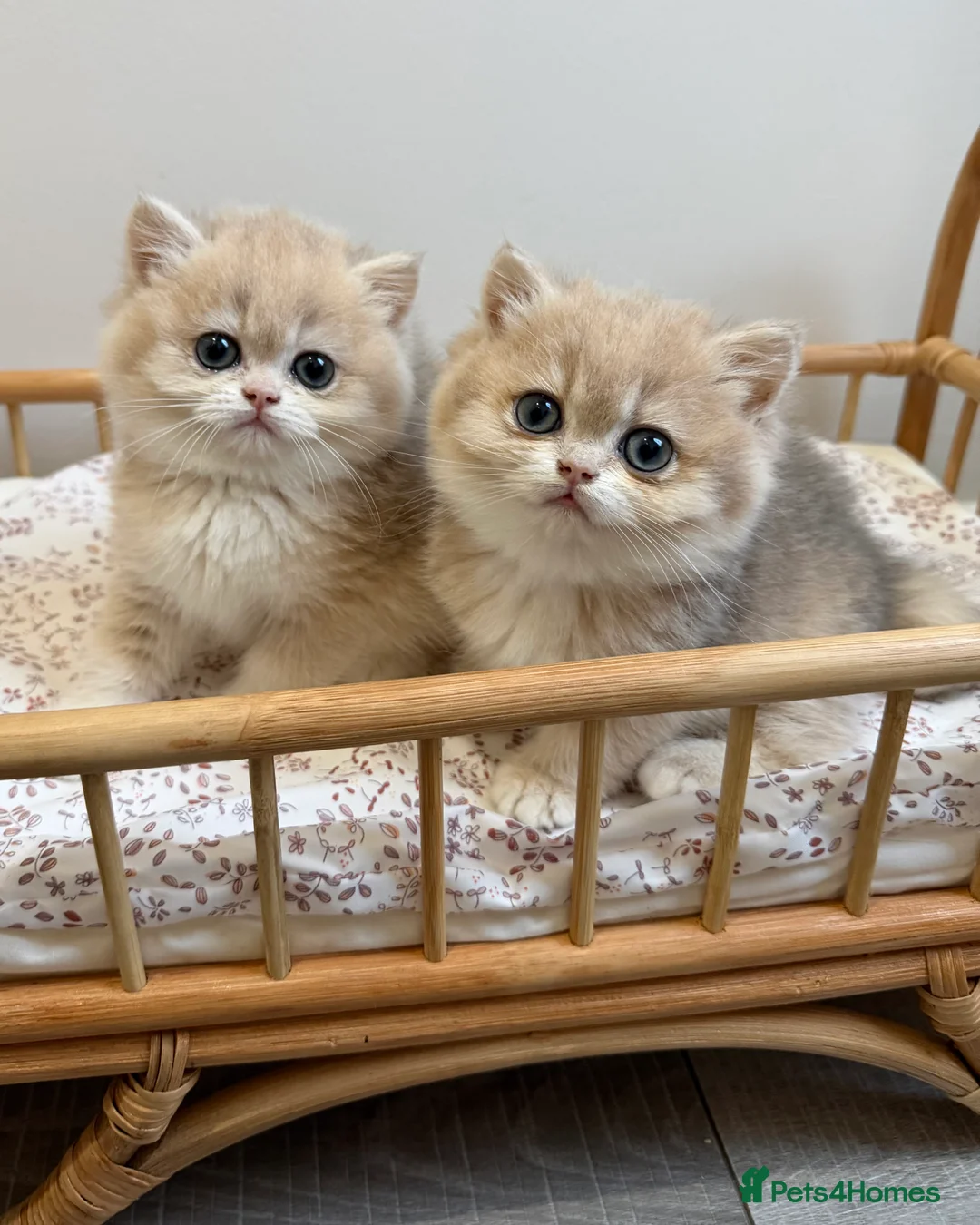 British Shorthair cats for sale: Golden Blue British Shorthair kittens - Advert 18