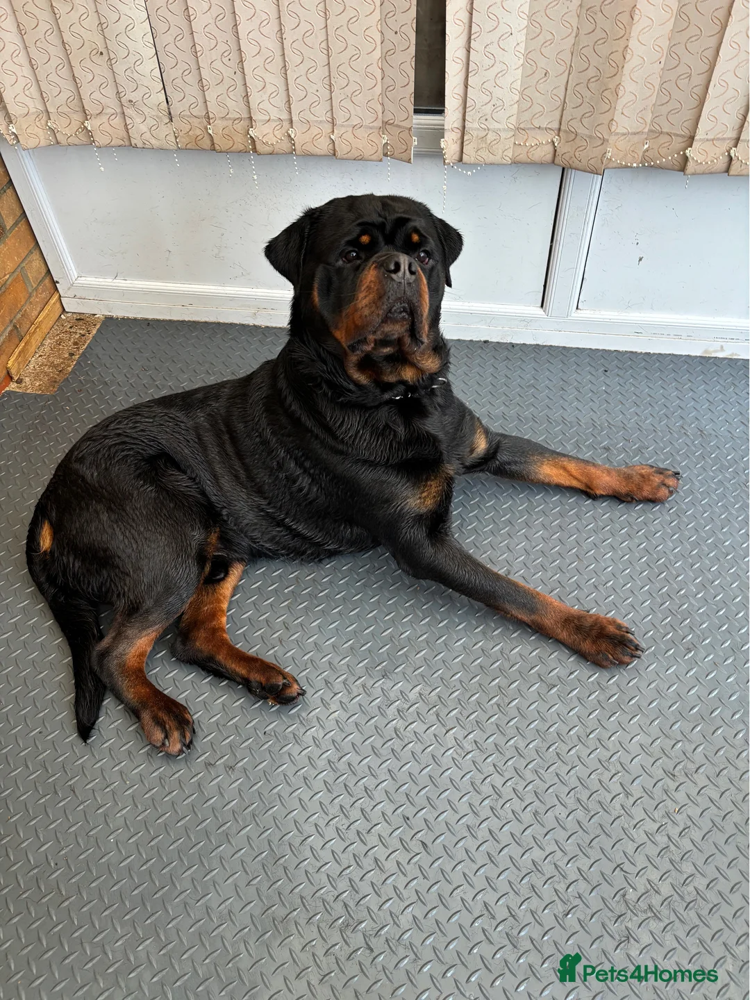Rottweiler dogs for stud: Superb KC Rottweiler Stud - Advert 1
