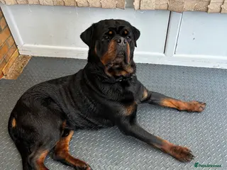 Rottweiler dogs Superb KC Rottweiler Stud - Advert 10