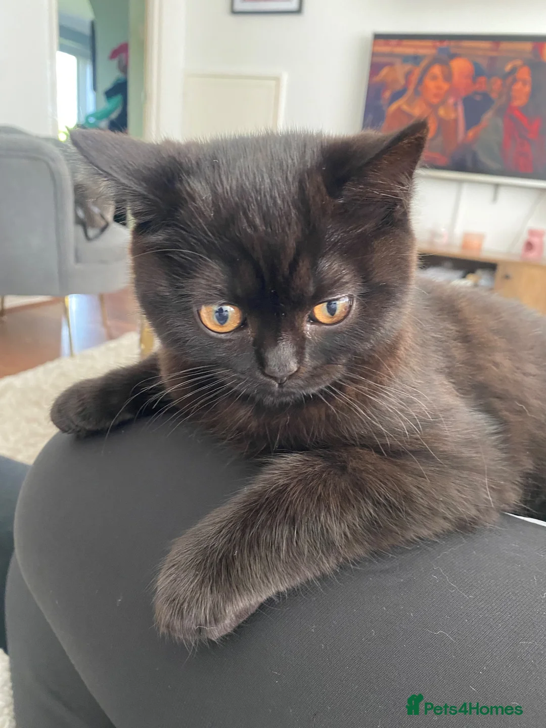 British Shorthair cats for sale: Beautiful British Shorthair Male  - Advert 5