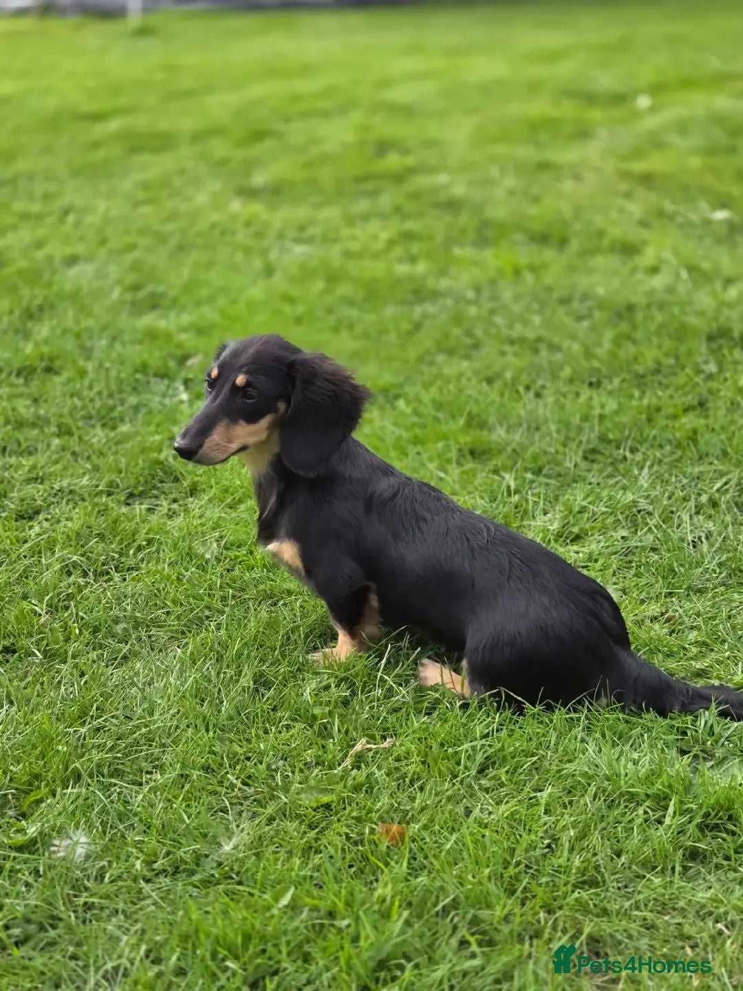 Miniature Dachshund dogs True longhaired minature dachshunds  - Advert 2