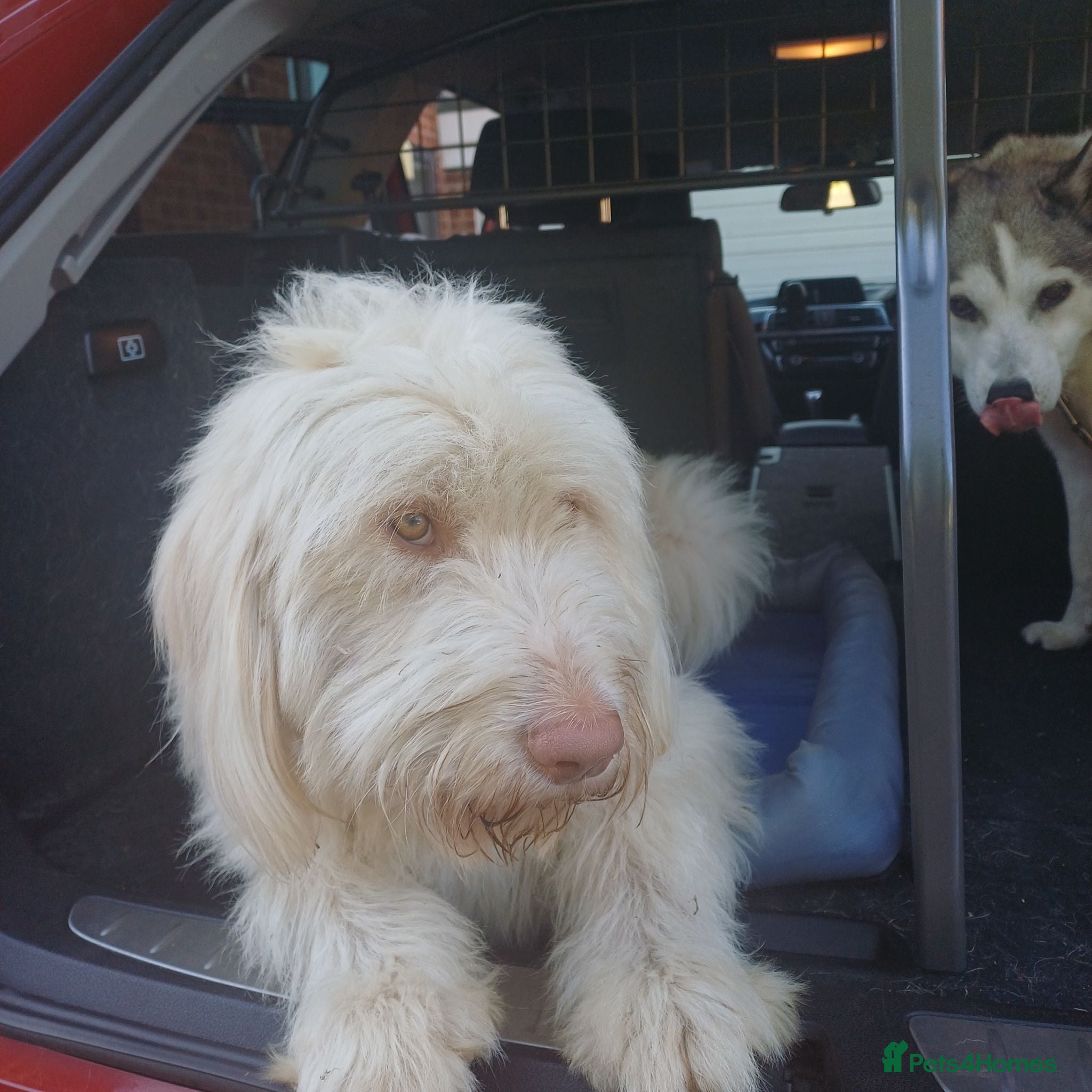 Mixed Breed dogs Henry. A very nervous Spinone mix.  - Advert 1