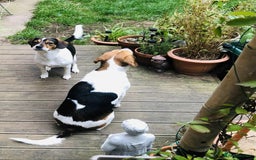 Beagle dogs for adoption: Poppy Beagle for adoption - Image 7